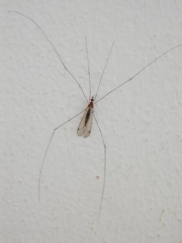 Maekistocera longipennis